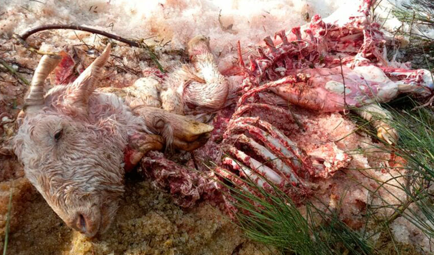 Cabra muerta en el �ltimo ataque de lobos