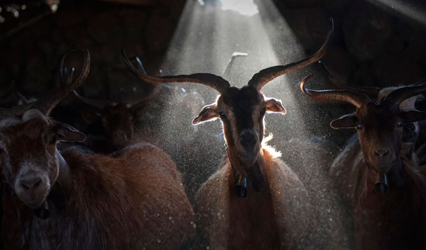 ‘Miradas caprinas’, la fotografía de Saúl Santos que ha sido reconocida con el primer premio en OVIFOTO’21 ‘Miradas caprinas’, la fotografía de Saúl Santos que ha sido reconocida con el primer premio en OVIFOTO’21