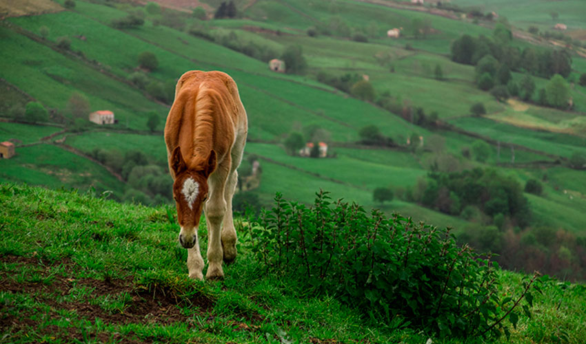 Un caballo pasta en la zona de los valles Pasiegos de Cantabria