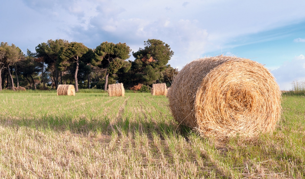 Alpacas de paja en un campo agrcola