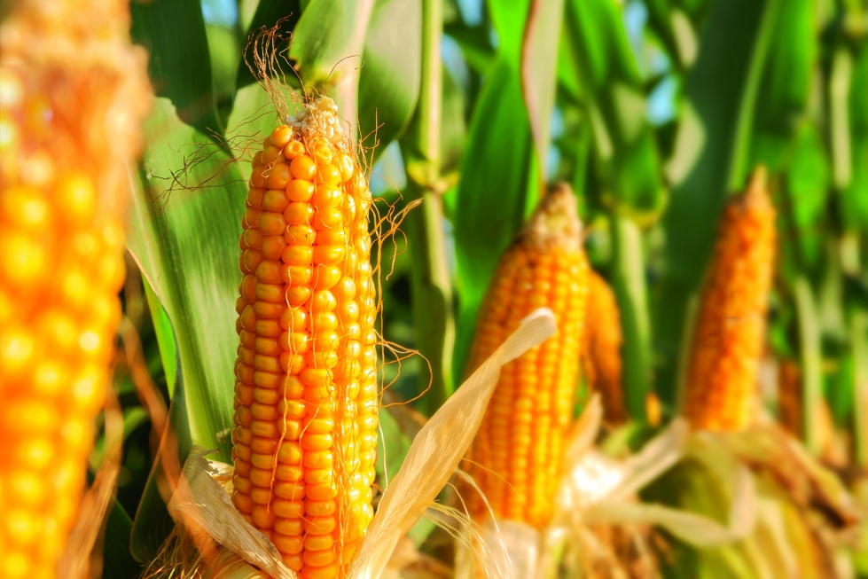 EU presiona a México por retiro del maíz transgénico