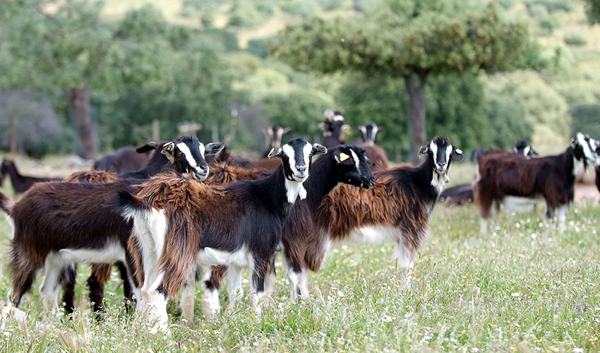 Ejemplares de la raza caprina del Guadarrama