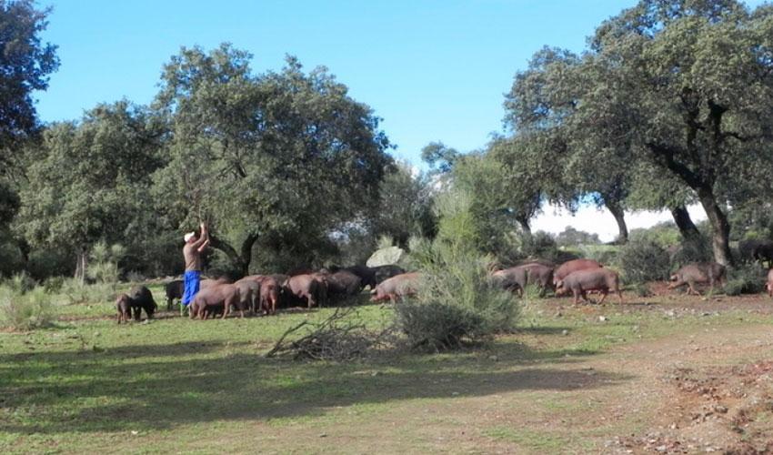 Cerdos de raza Ibrica en una zona de dehesa