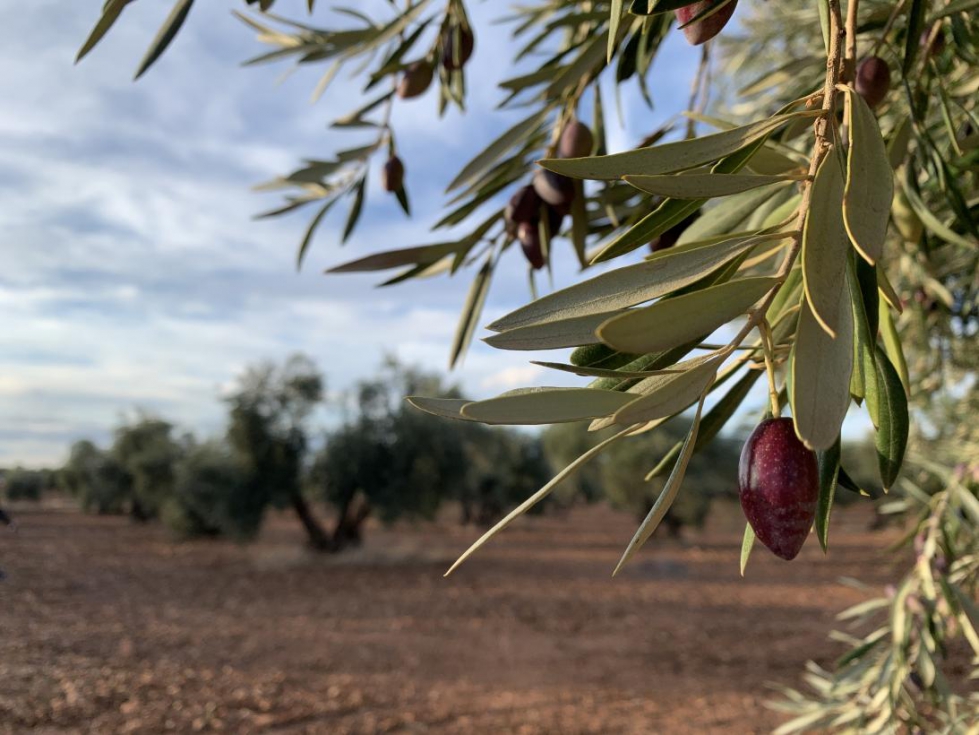 Castilla-La Mancha mejorar el Plan de Seguros Agrarios que aumentar su presupuesto en 2022 en un 25% respecto al ao anterior...