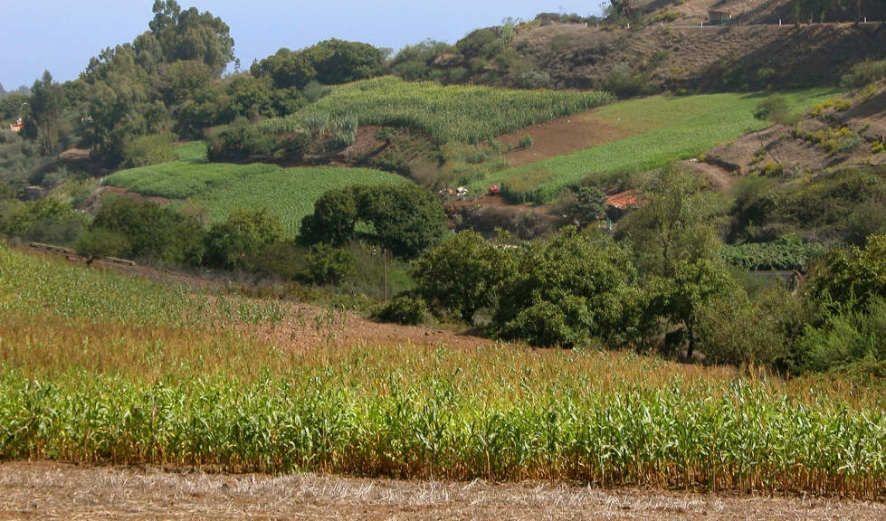 Cultivo de millo en Canarias Cultivo de millo en Canarias