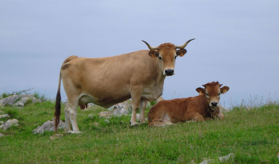 Ejemplares de la raza bovina Asturiana de la Montaa