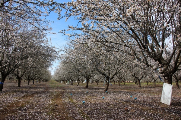 Parcela con almendros en flor en Crdoba