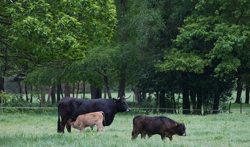 Ejemplares de la especie bovina en Galicia