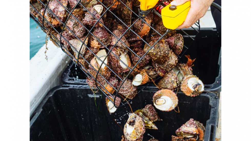 La mayora de alimentos marinos tiene ms carga nutricional que la carne de animales con gran arraigo culinario, como la ternera o el cerdo...