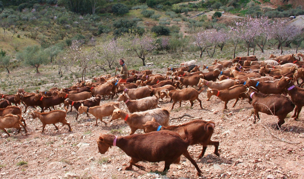 Un ganadero de la raza caprina Malaguea realiza pastoreo con sus animales