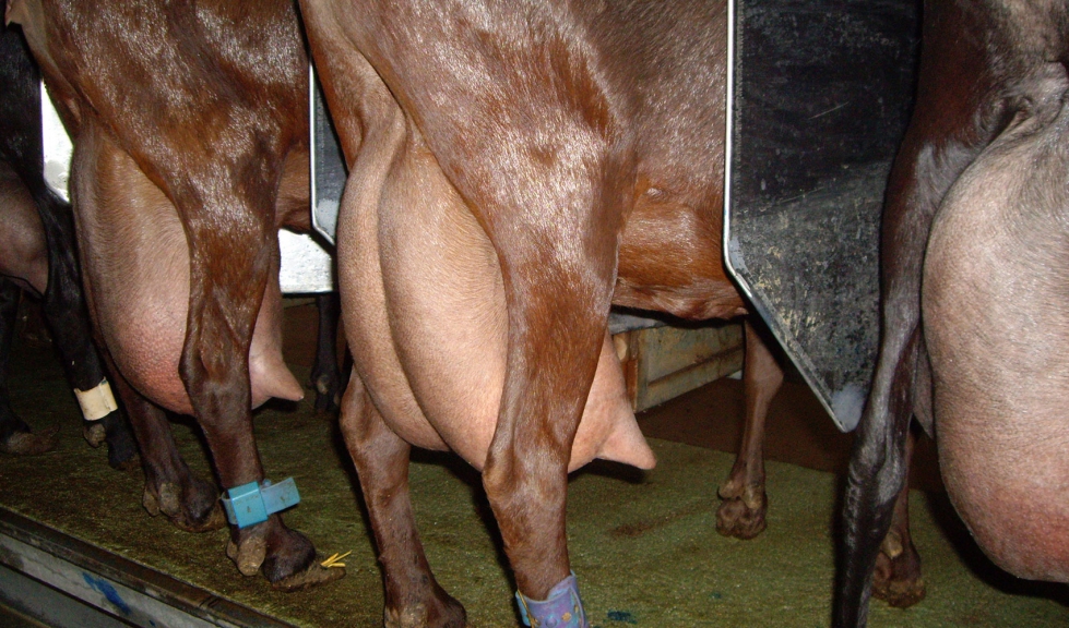 Orde�o de cabras de raza Murciano-Granadina