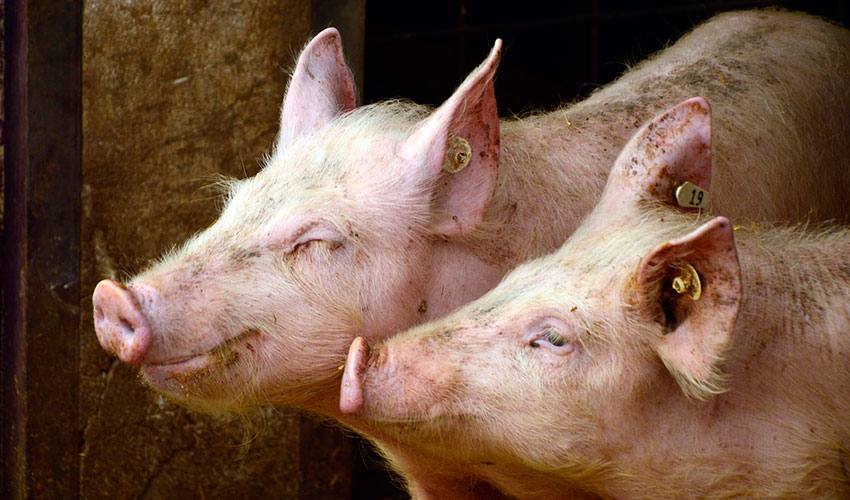 Animales de la especie porcina