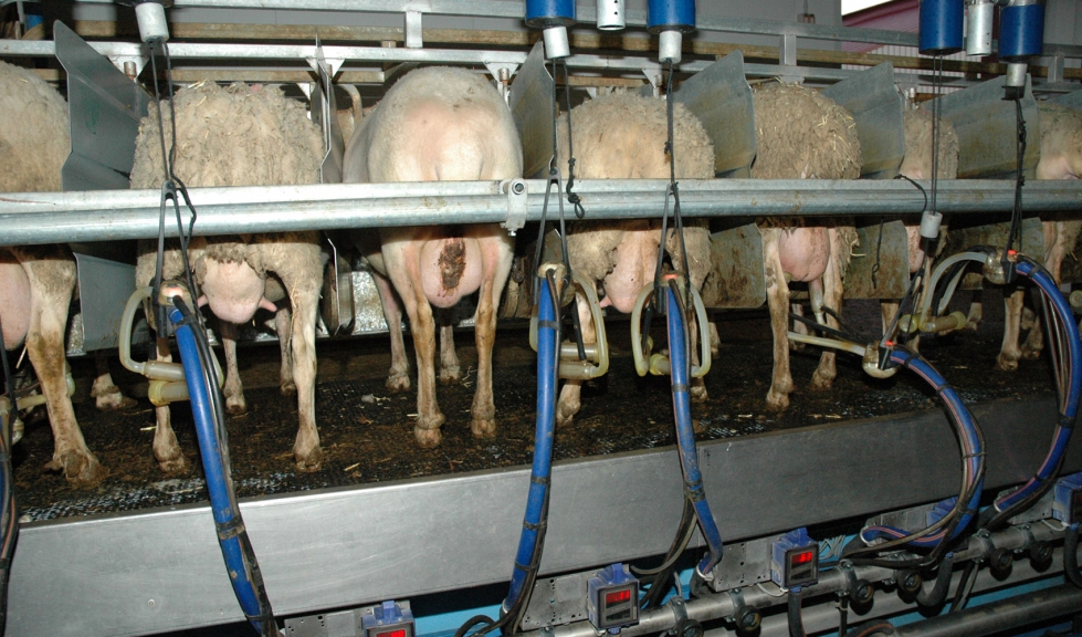 Orde�o en una explotaci�n de la raza ovina Lacaune