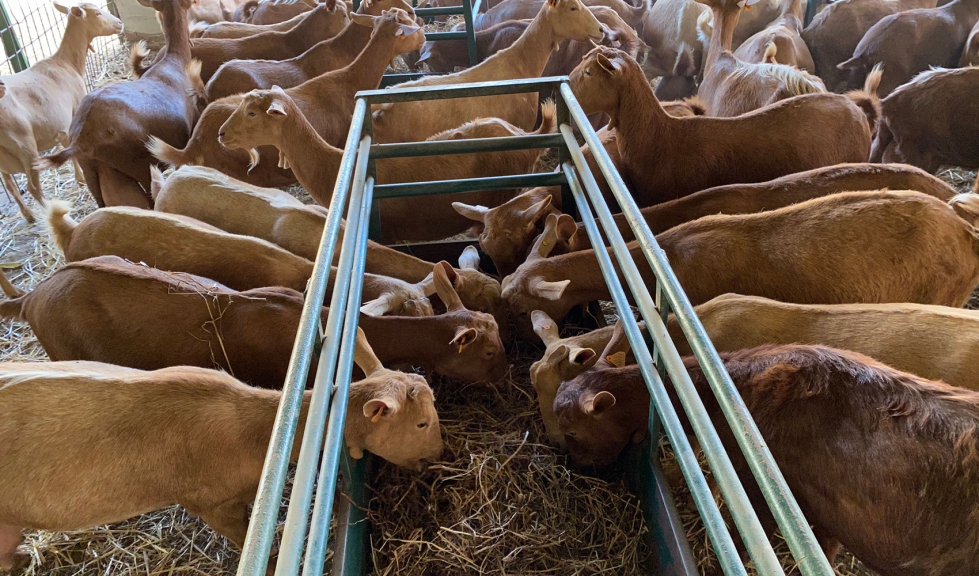 Cabras de raza Malaguea se alimentan en un comedero