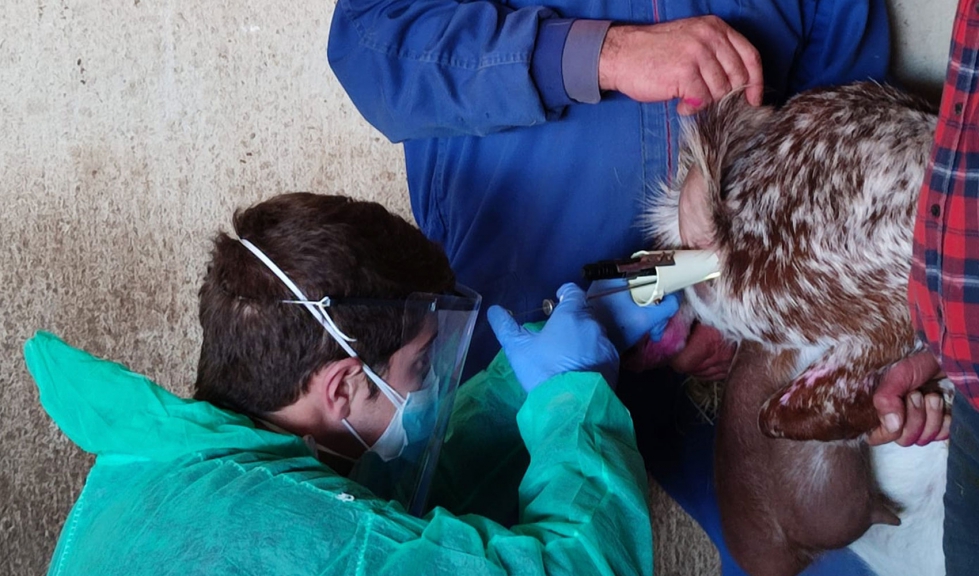 Inseminaci�n de una hembra de raza Florida