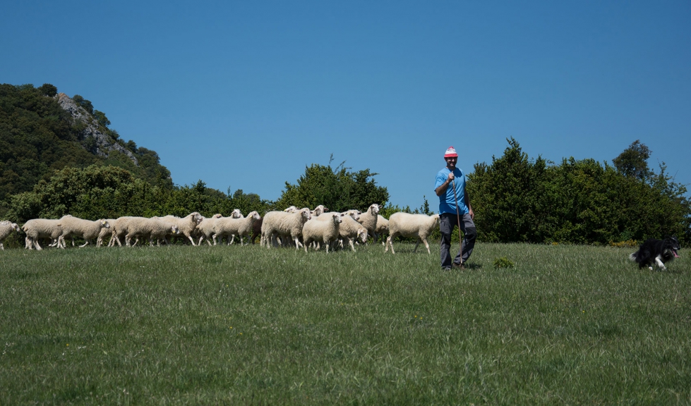 Pastoreo con un rebao de ovejas de raza Navarra
