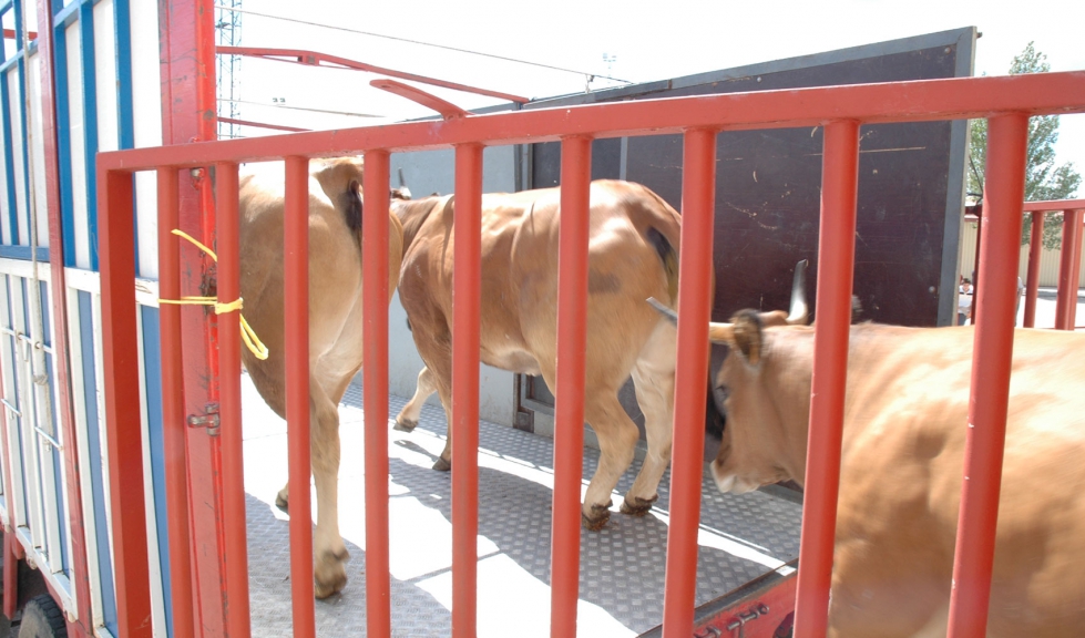 Transporte de animales de la especie bovina en un camin