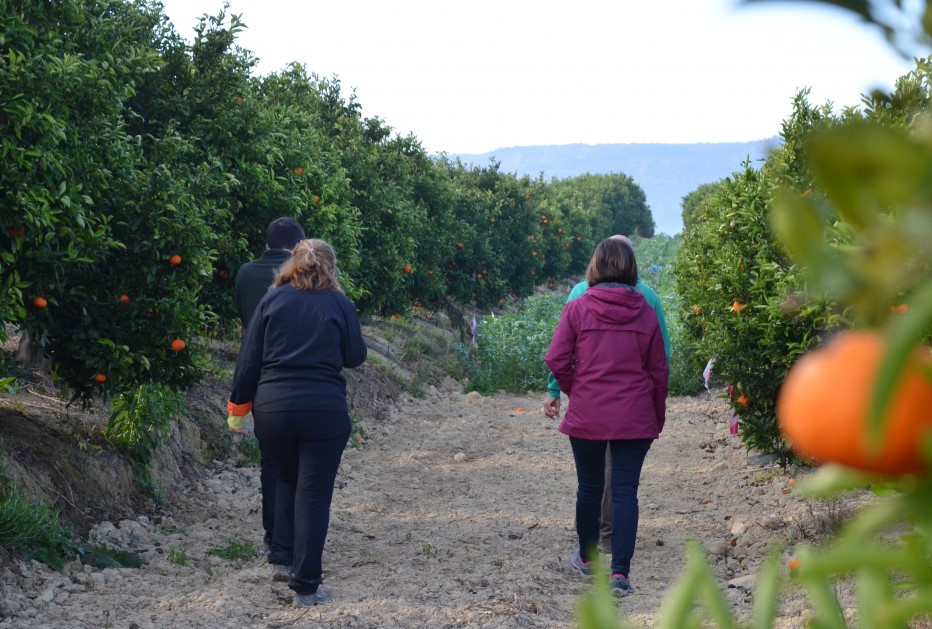 Investigadores del proyecto Diverfarming caminando hacia un cultivo de habas entre hileras de mandarinos