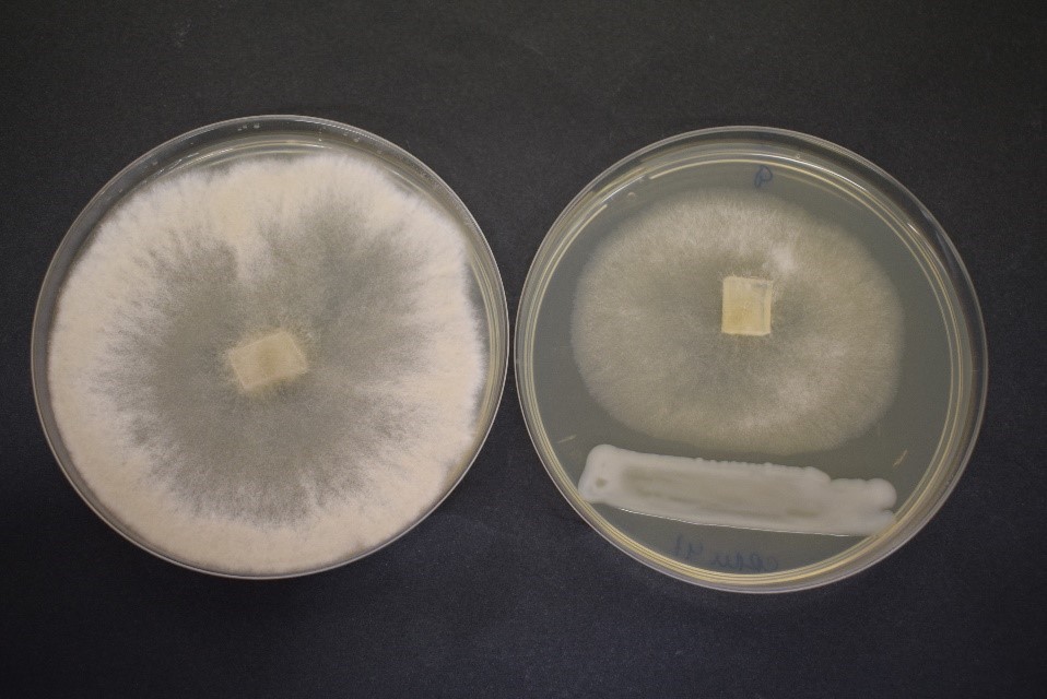 Figura 2. A la izquierda, el hongo Botrytis cinerea creciendo en placa de Petri y ocupando toda la superficie...