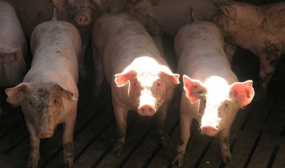Ejemplares porcinos en una explotacin ganadera