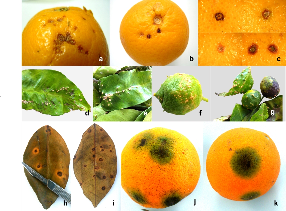Figura 2. Sintomas causados por Phyllosticta citricarpa (ac), Elsino spp. (dg) e Pseudocercospora angolensis (hk) em citrinos...