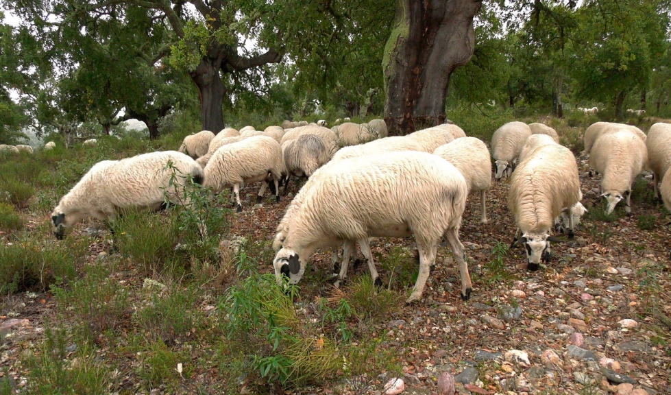 Rebao de ovino en extensivo