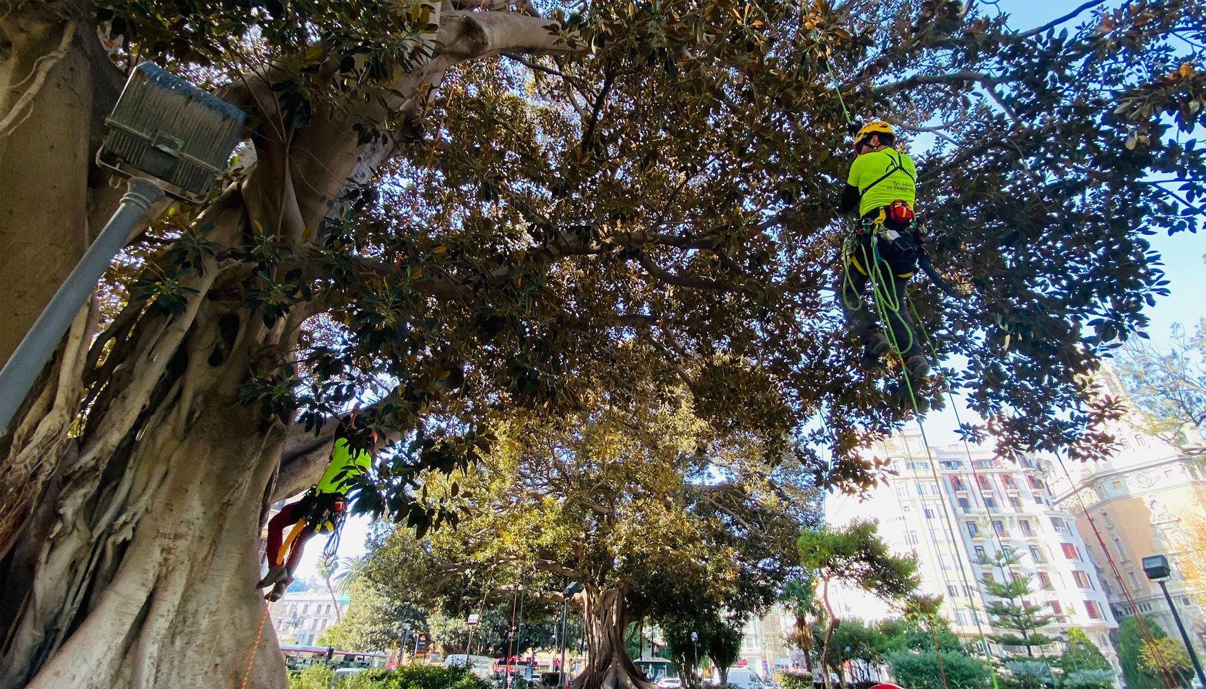 Dos operarios podan los ficus monumentales de los jardines de La Glorieta. Foto: Ayuntamiento de Valencia