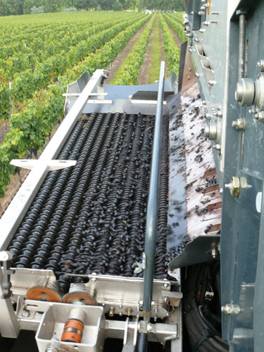 Los rodillos del 'Selectiv Process' separan los granos sueltos de uva de los cuerpos extraos de la vendimia, pecolos incluidos...