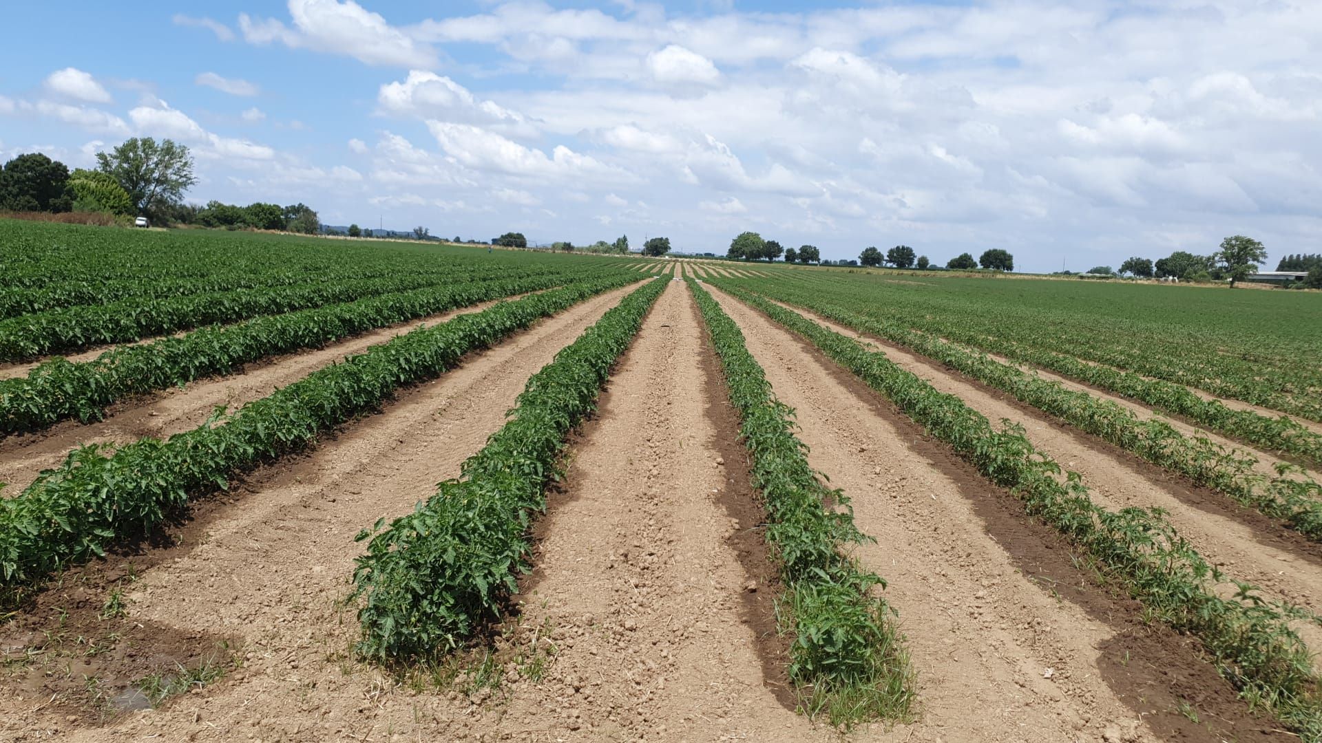 A Sociedade Agrcola Rui Vieira realizou um plano integral de adubao em tomate indstria com a nova linha de fertilizantes lquidos Fulvicot...