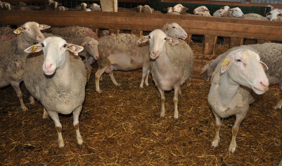 Ovejas de raza Lacaune en una explotaci�n ganadera de Castilla y Le�n