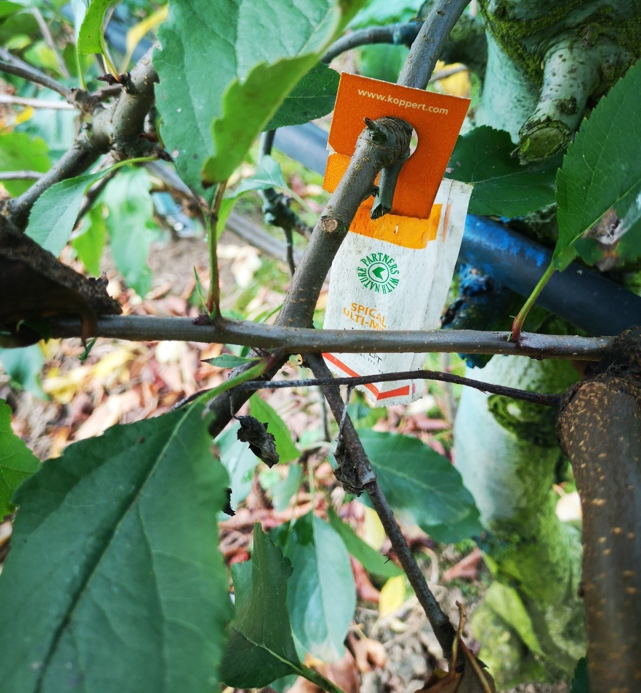 Controlo biol�gico