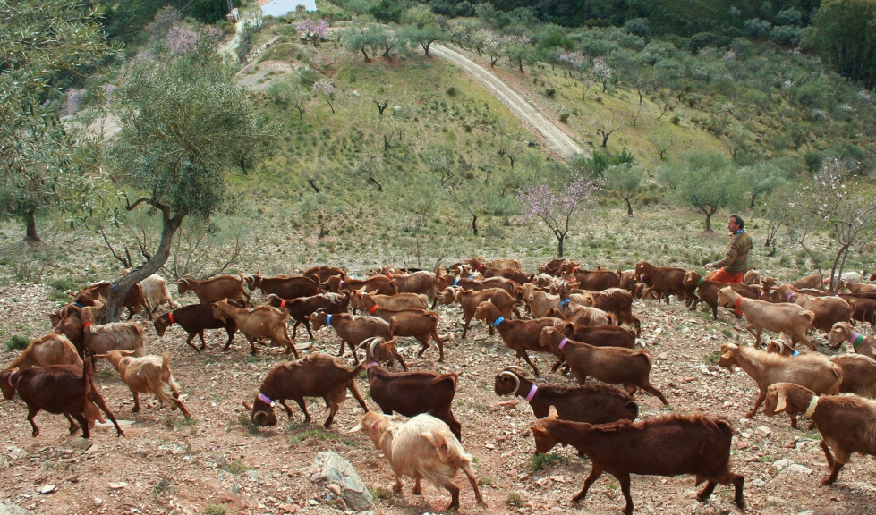 Dcoop Destaca Los Múltiples Beneficios Del Pastoreo Tradicional Del ...