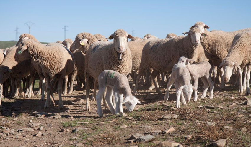 Rebao de la raza ovina Merina