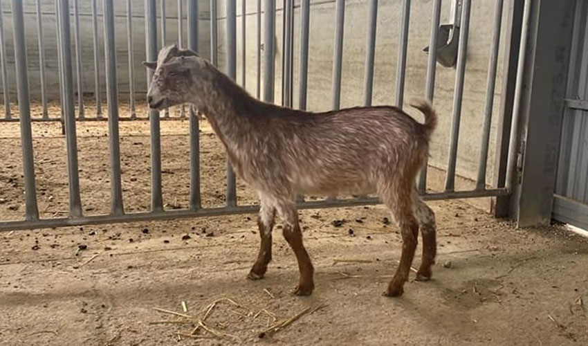 Guijarro, nuevo macho del centro de testaje de Acriflor