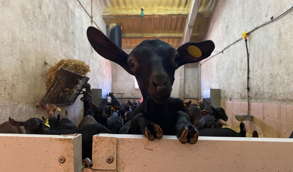 Cabritos de raza Murciano-Granadina