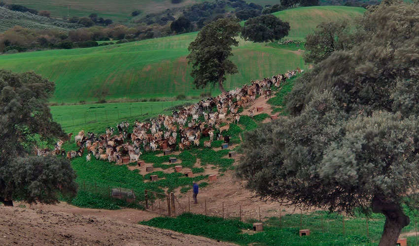 Reba�o de cabra Payoya