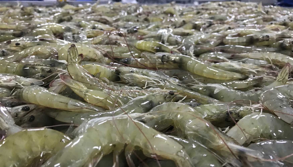 Cultivo de langostino Vannamei en Ecuador