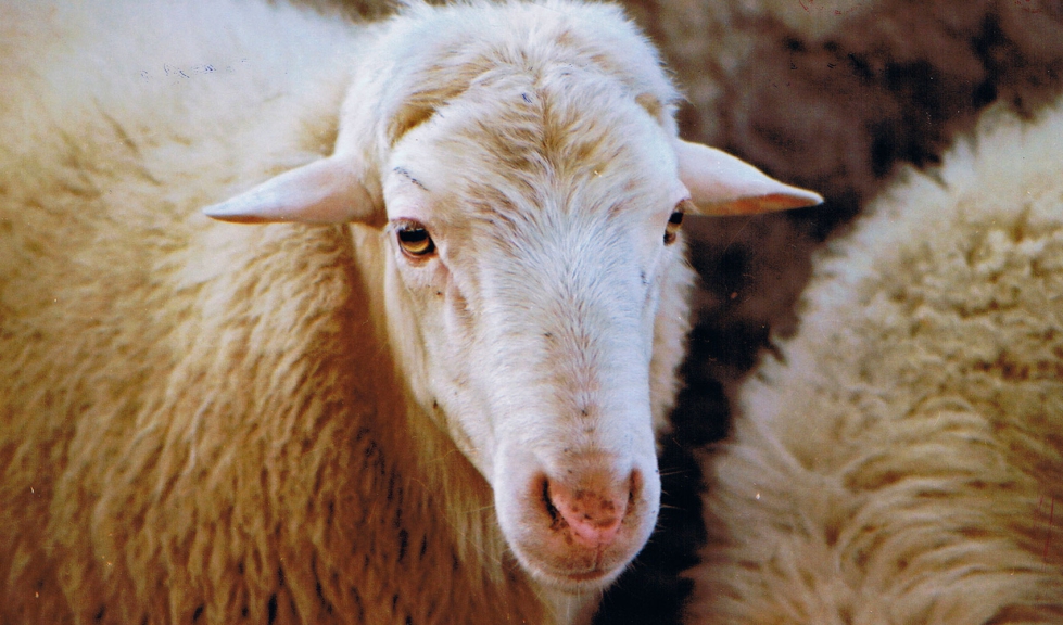 Ejemplar de la raza ovina Mallorquina