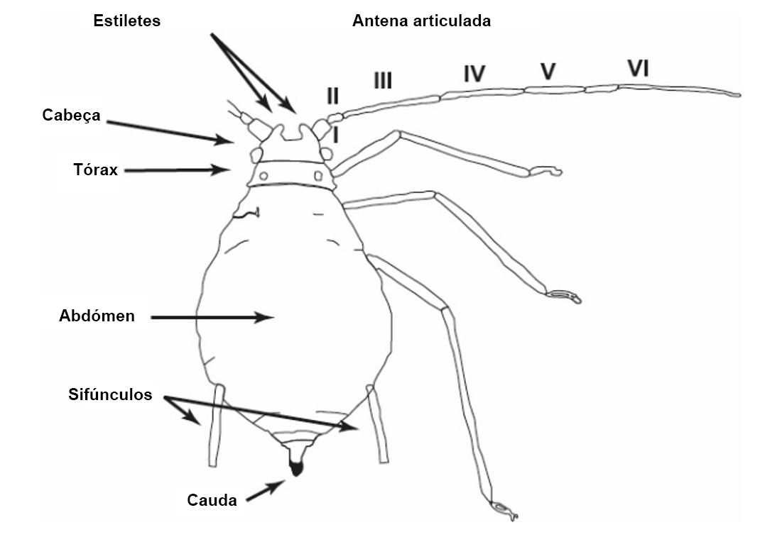 Partes mais importantes de um afdeo ptero (sem asas)