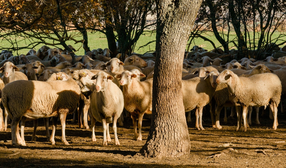 Ovejas de la raza Rasa Aragonesa