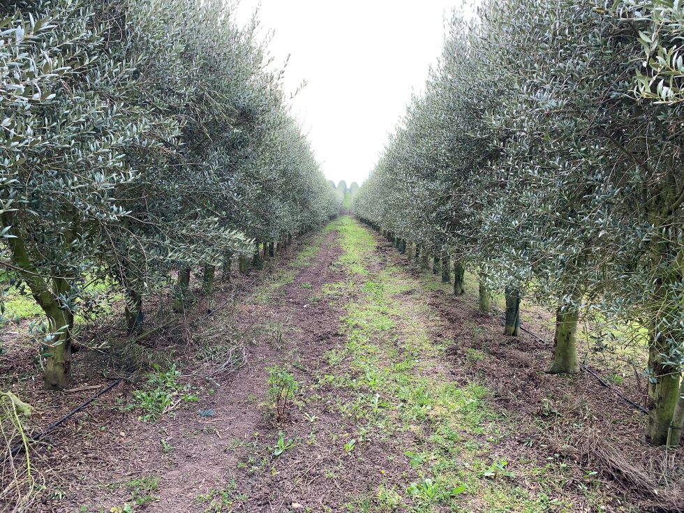 No mesmo olival, com a mesma idade, o troo onde foram aplicadas as solues da Timac Agro produziu mais