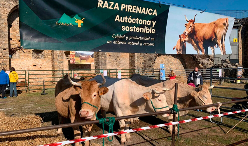 Animales de la raza bovina Pirenaica en la Ferieta de Ansa