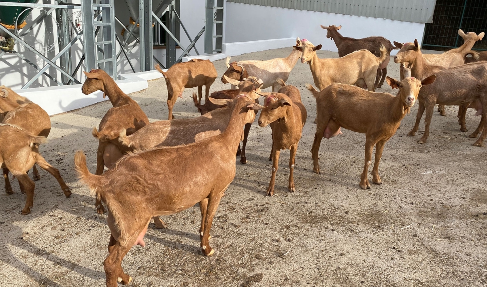 Ejemplares de la raza caprina Malague�a