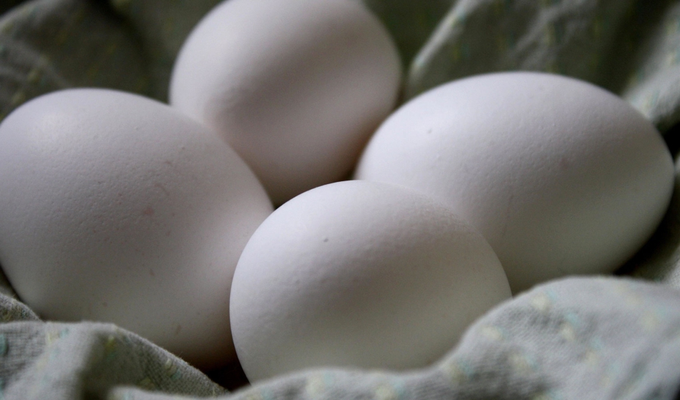 El brote de salmonela surgi del consumo de huevos