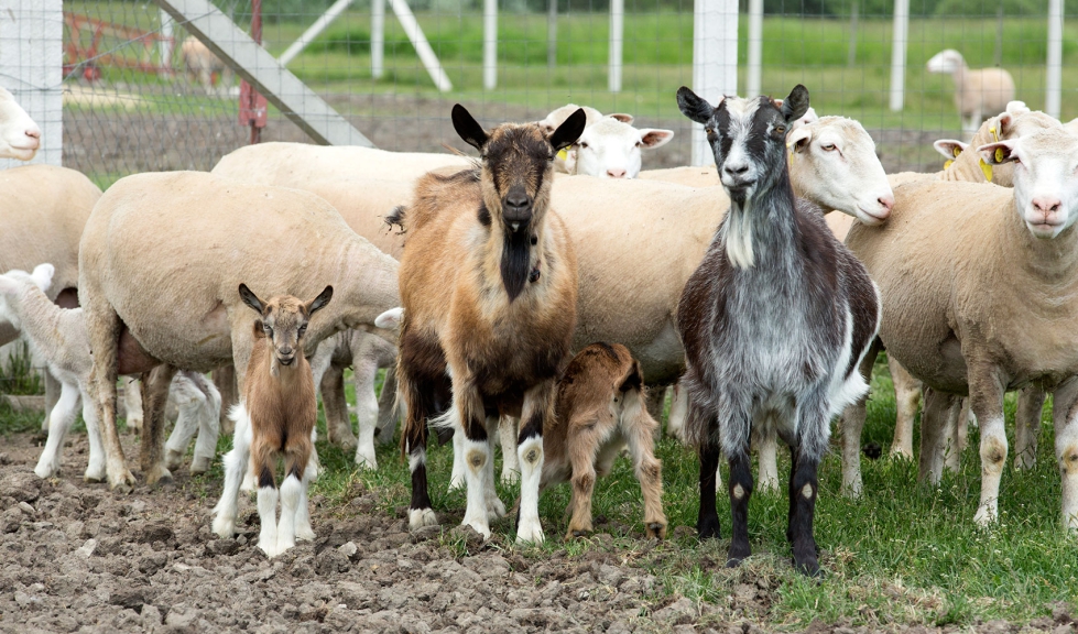 Rebao mixto de ovejas y cabras