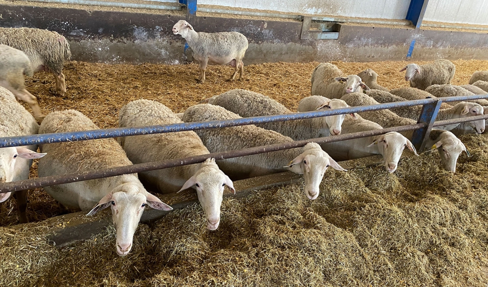 Ovejas de raza Lacaune en una explotaci�n ganadera de Castilla y Le�n
