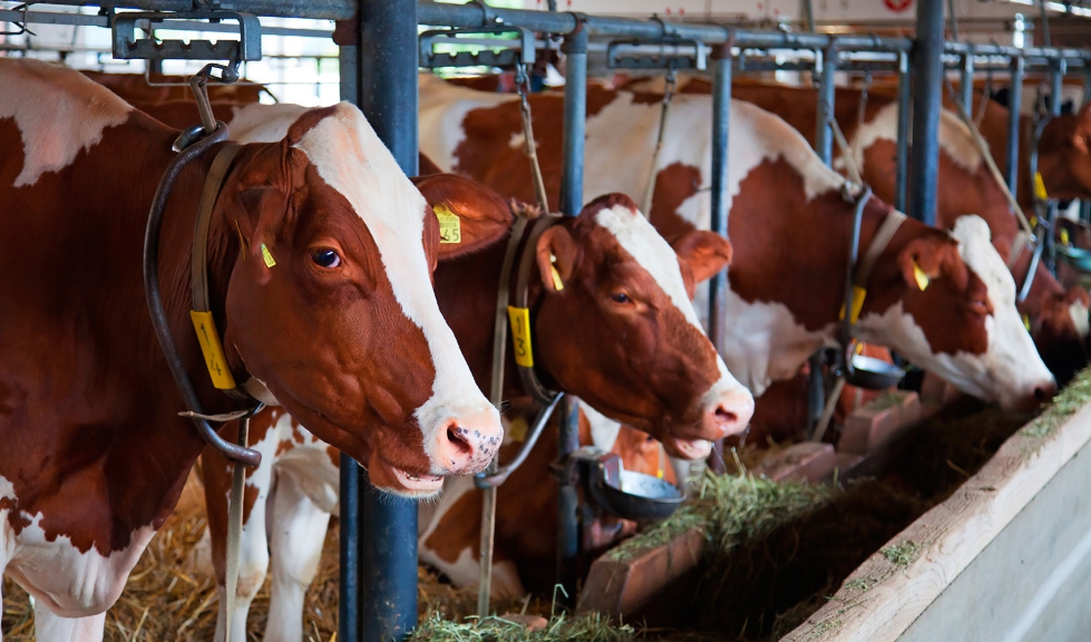 Vacas de aptitud lctea en una explotacin