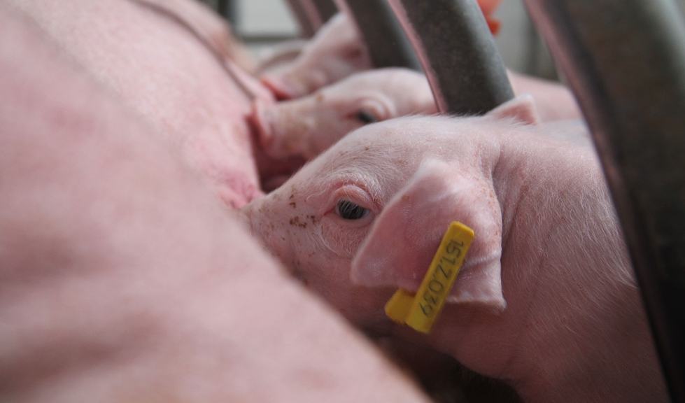 Sala de maternidad de una granja porcina