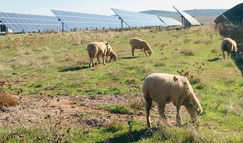 Rebao de ovejas pastando junto a una planta fotovoltaica