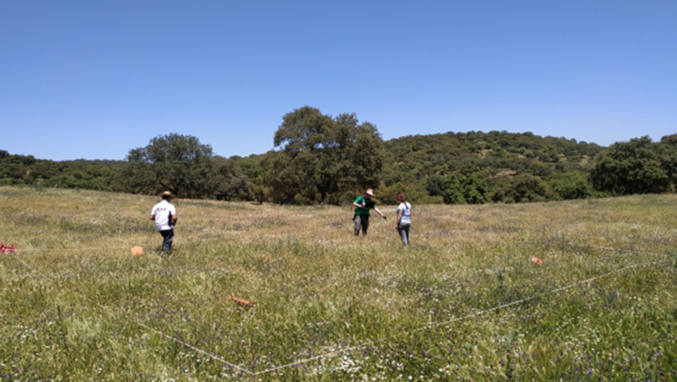 El equipo de investigacin de la UCO e IFAPA recogiendo muestras de pasto y realizando mediciones de reflectancia con un...